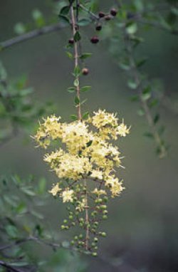 画像1: ガルヒーナ（ヘナの花）2ml・精油